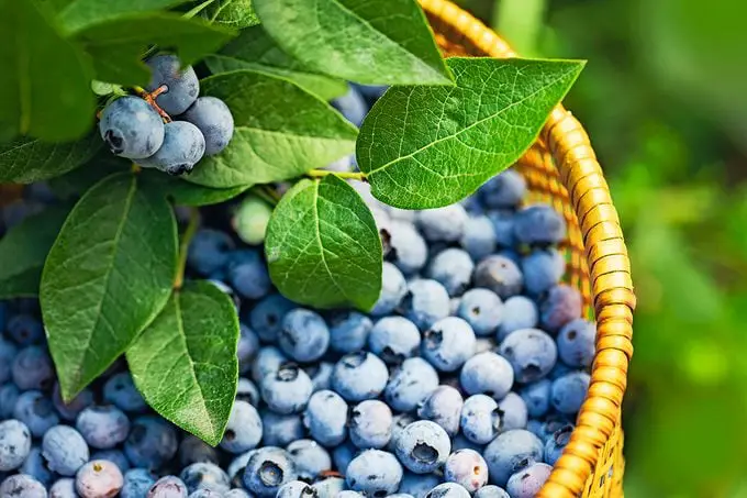Cómo cultivar arándanos en tu propio patio trasero