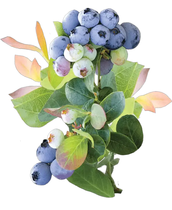 Cómo cultivar arándanos en tu propio patio trasero