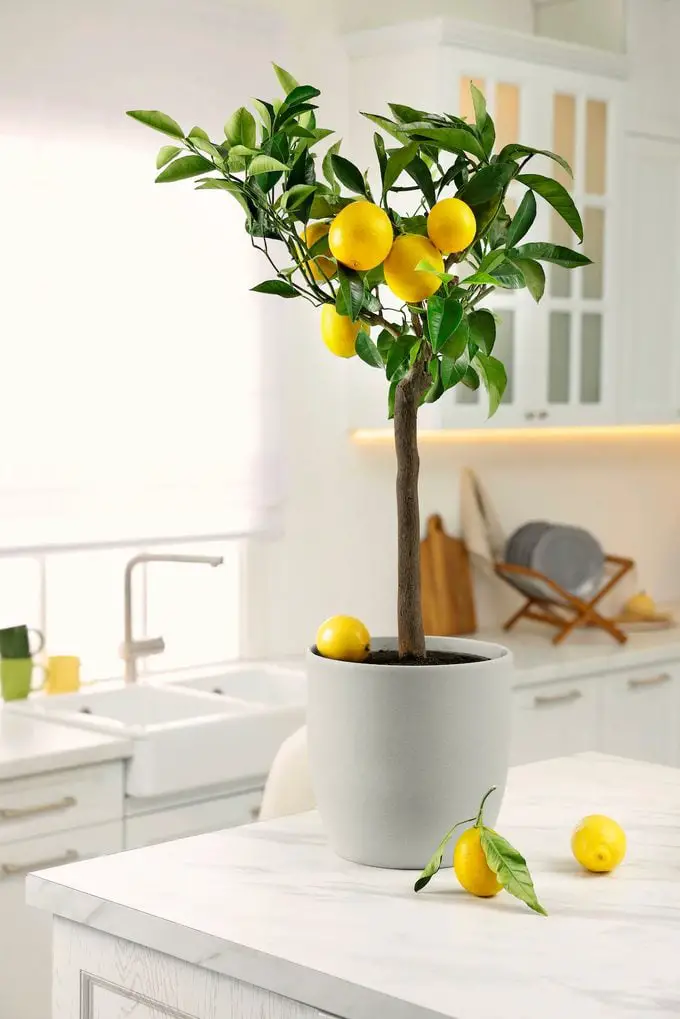 Cómo cultivar un limonero de interior