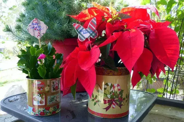 Cómo envolver para regalo una planta en maceta