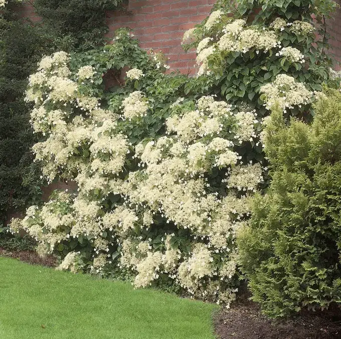 Cómo hacer crecer una enredadera de hortensia trepadora