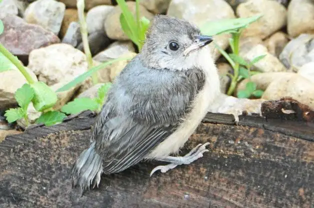 Cómo identificar un carbonero copetudo