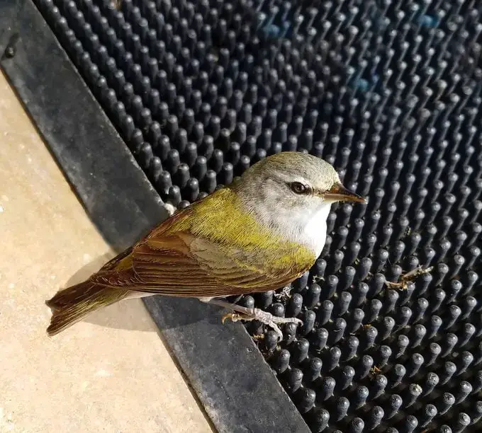 Cómo identificar una curruca de Tennessee