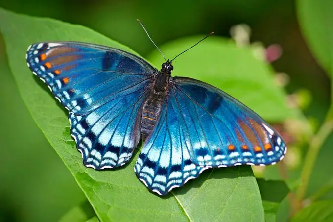Cómo identificar una mariposa morada con manchas rojas