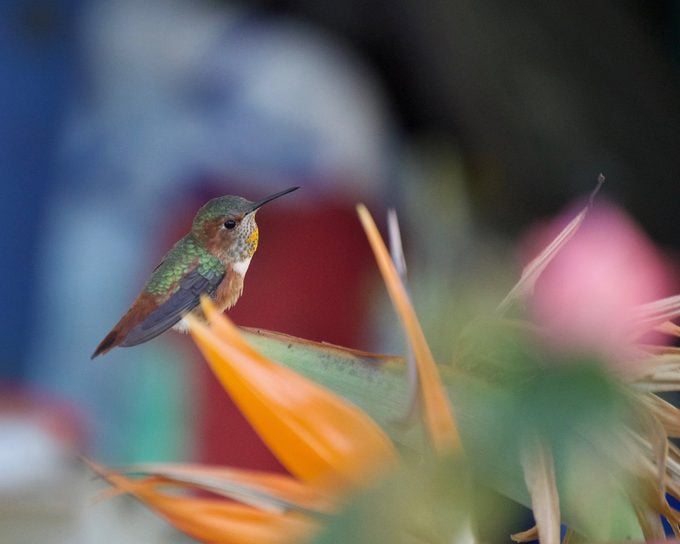 Cómo identificar y atraer un colibrí de Allen