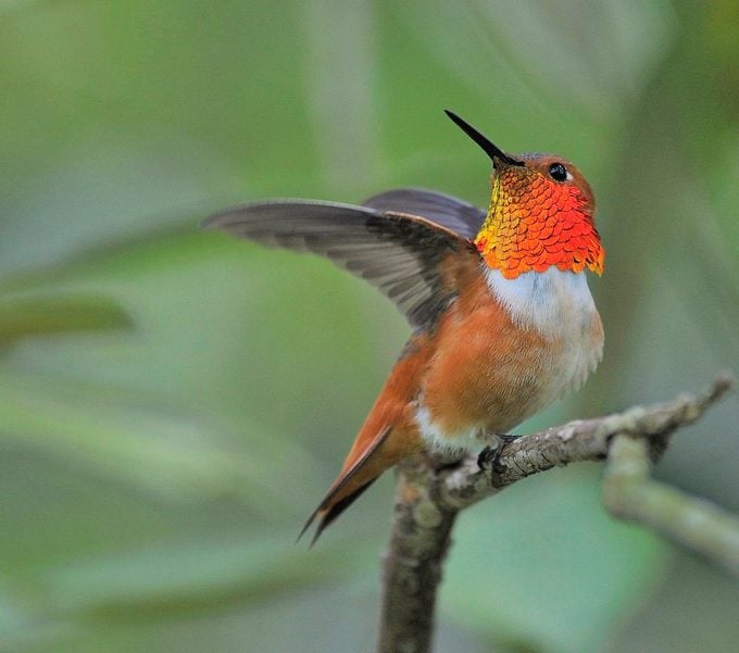 Cómo identificar y atraer un colibrí de Allen
