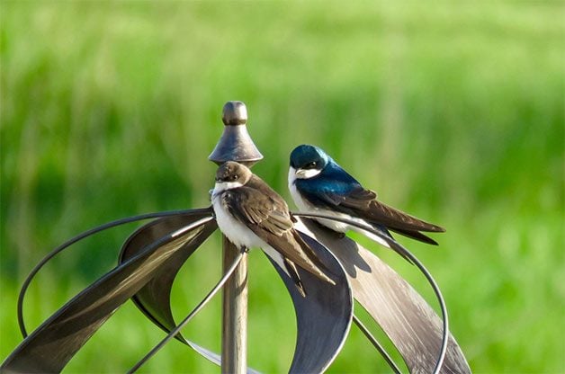 Cómo identificar y atraer una golondrina de árbol