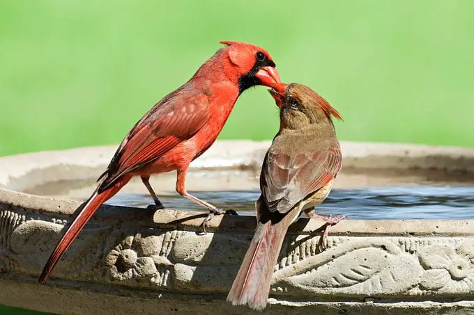 Cómo limpiar un bebedero para pájaros de la manera correcta