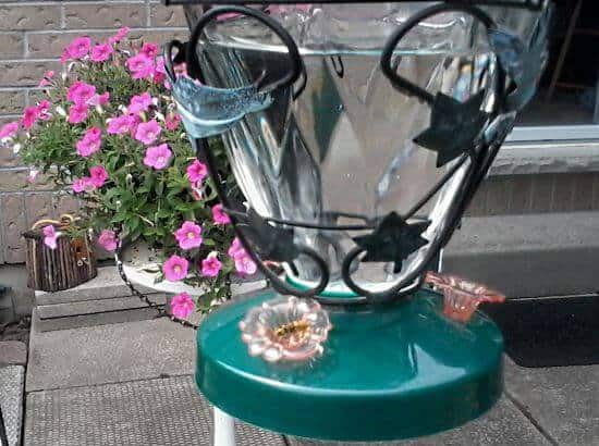 Cómo mantener las plagas y los roedores alejados del comedero para colibríes