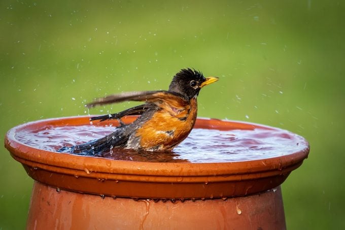 Cómo reparar un bebedero para pájaros agrietado