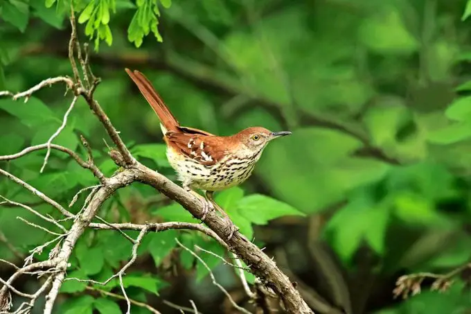 Conoce a los cuitlacoches: aprende sobre las aves cuitlacoche