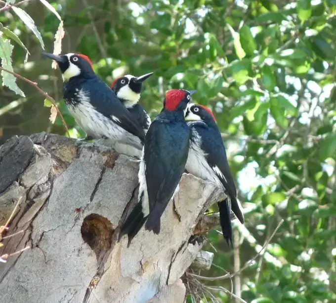 Conozca al pájaro carpintero bellotero: el mejor acumulador