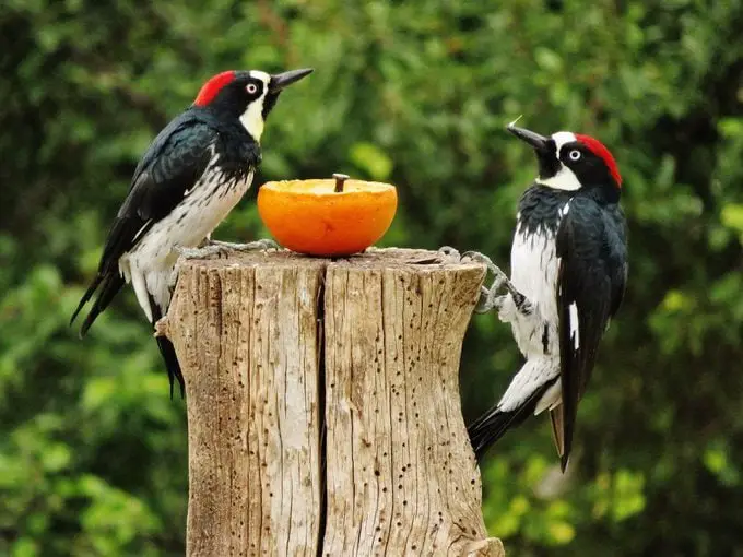 Conozca al pájaro carpintero bellotero: el mejor acumulador