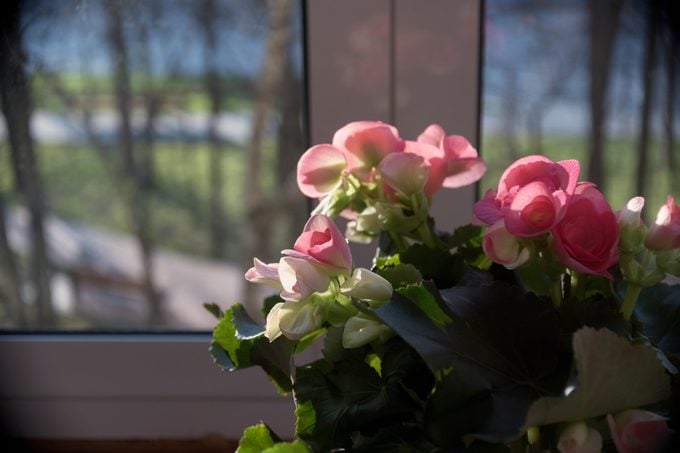 Consejos de expertos para hibernar a las begonias como plantas de interior