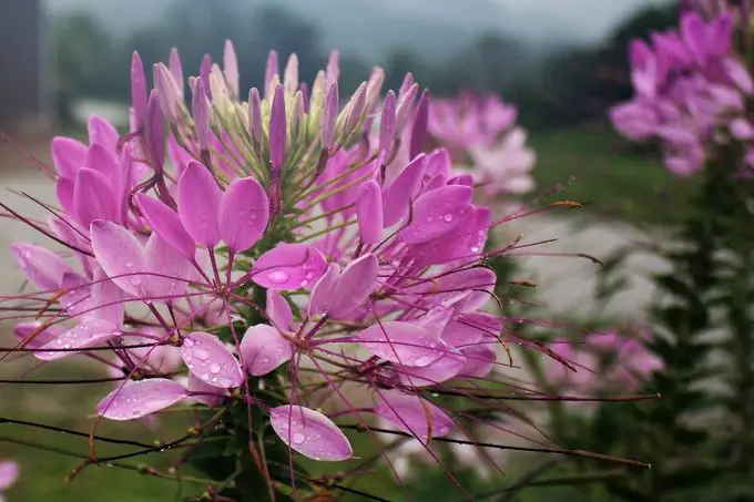 Consejos para plantas resistentes a los ciervos y disuasivos para ciervos