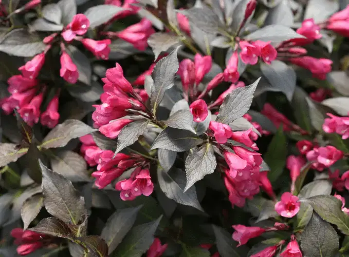 Consejos para plantas resistentes a los ciervos y disuasivos para ciervos