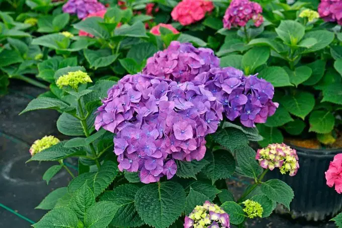 Cuándo podar las hortensias para obtener flores grandes y vistosas