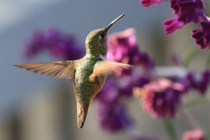 Cultive flores de finales de verano y otoño para colibríes