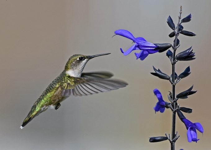 Cultive flores de finales de verano y otoño para colibríes
