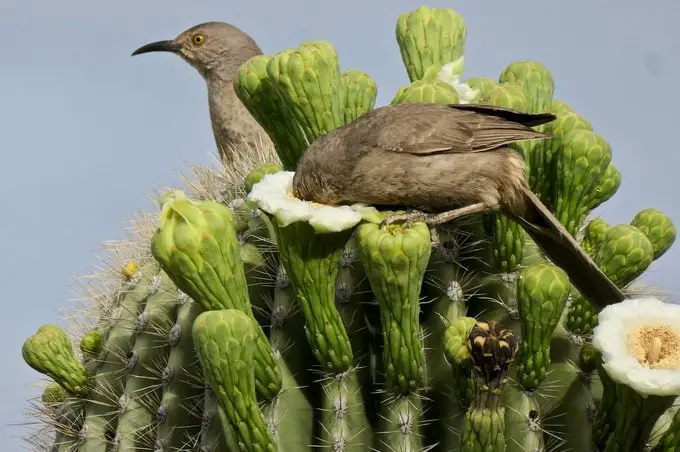 Descubre las Aves del Desierto del Suroeste