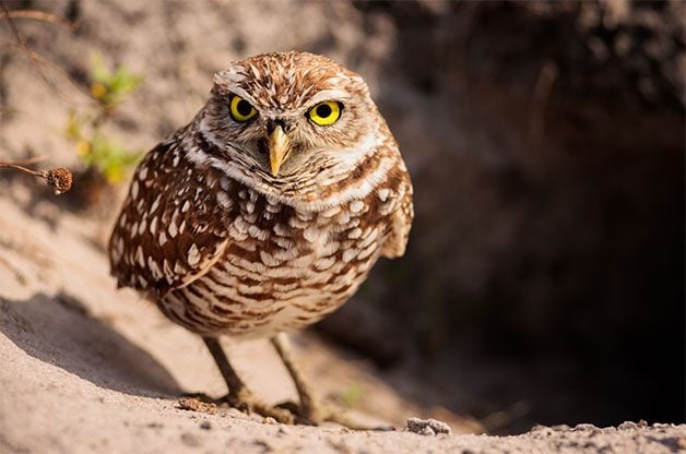 Descubre los asombrosos tipos de búhos en América del Norte