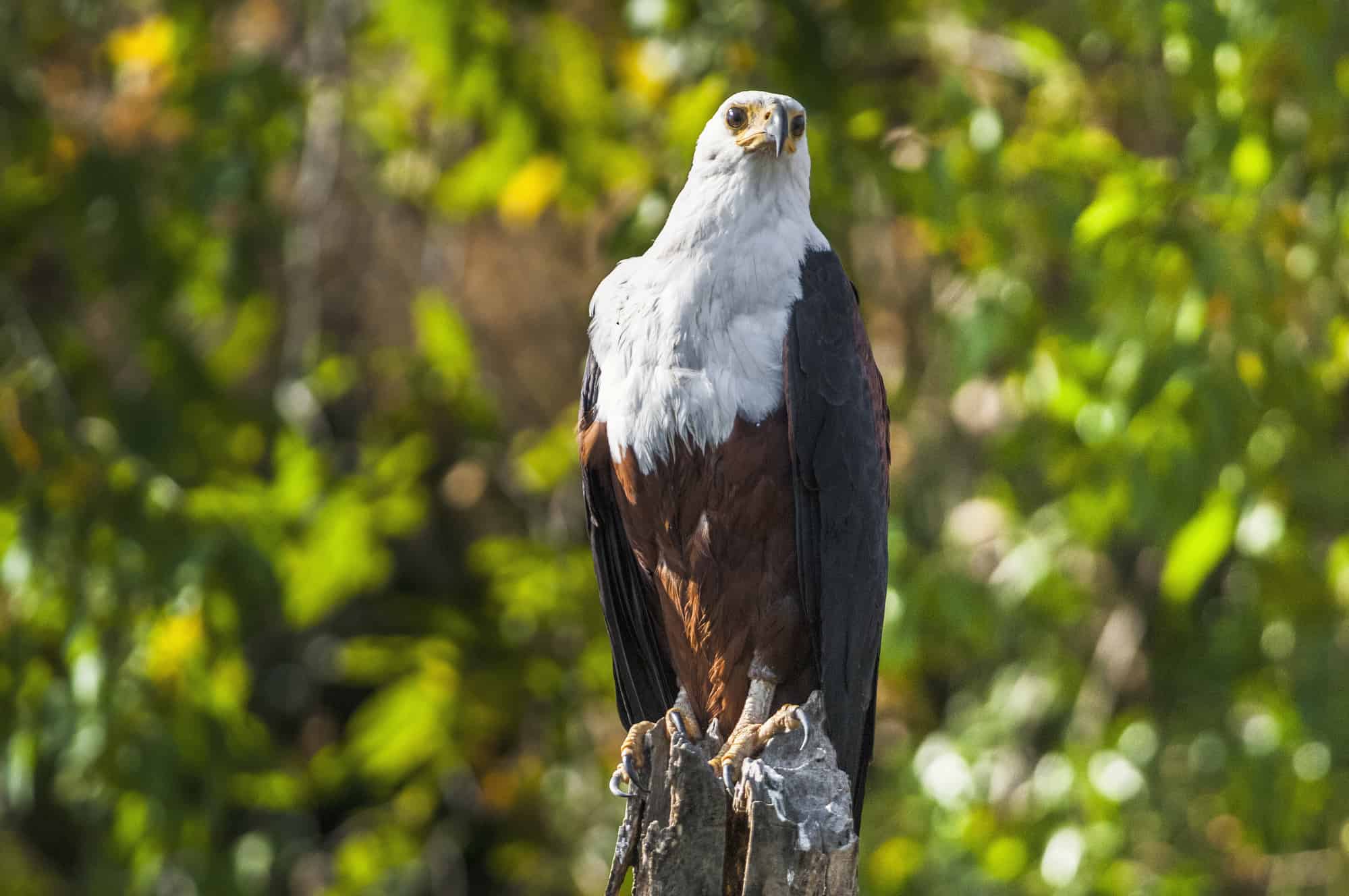 El águila pescadora africana vs el águila calva: sus diferencias