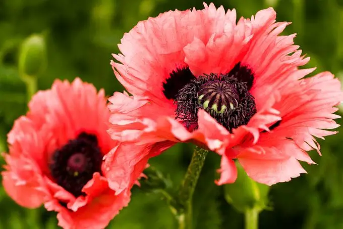 El otoño es el mejor momento para plantar semillas de flores de amapola