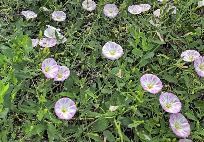 Evite que la enredadera se apodere de su jardín