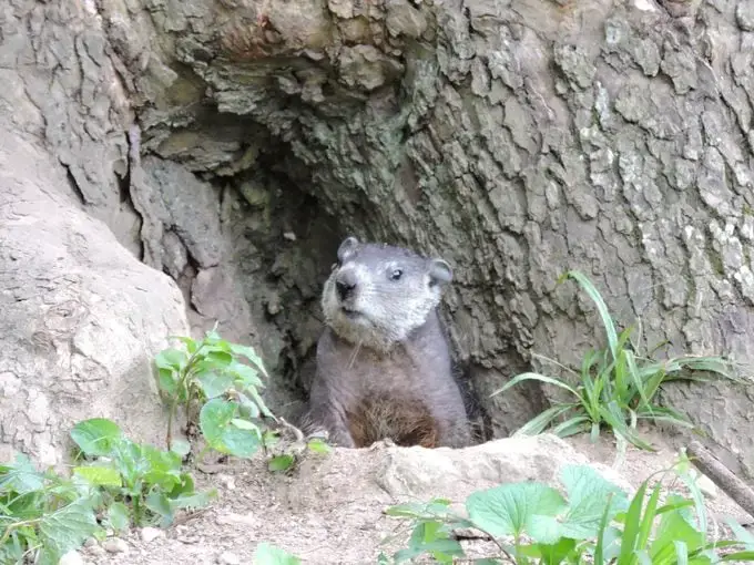 Fauna invernal: animales que hibernan en tu jardín
