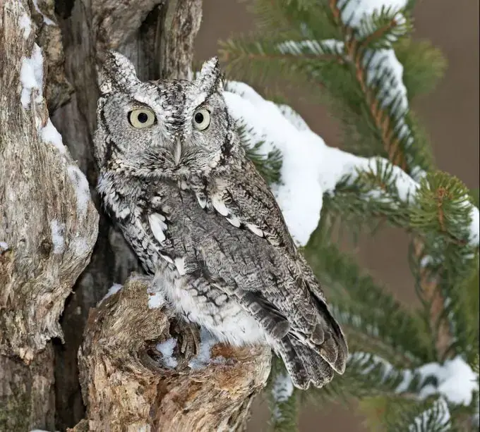 Fauna invernal: animales que hibernan en tu jardín