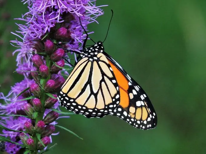 Flores de mariposa monarca que debes cultivar