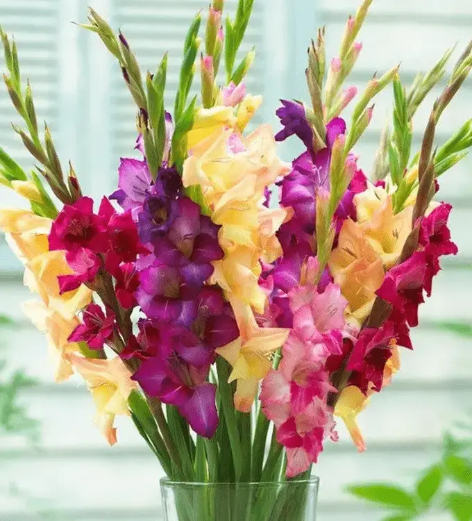 Guía de regalos de amapola de flor de nacimiento de agosto 2022