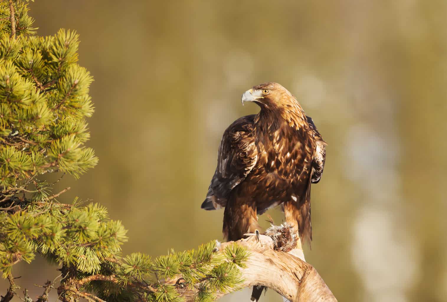Halcón peregrino vs Águila real: ¡nuestra guía comparativa!