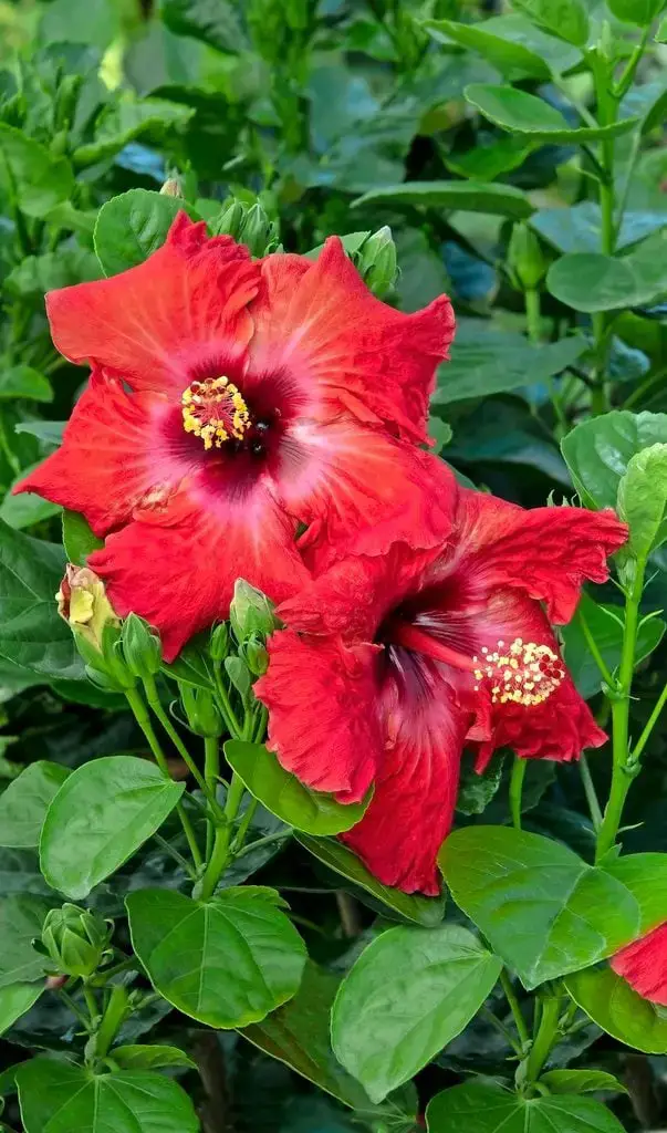 Hibiscus Flower Care 101: exteriores e interiores