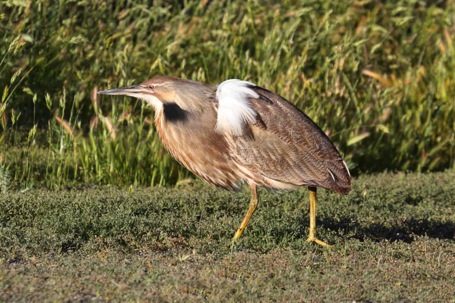 Identificación de garzas, garcetas y más