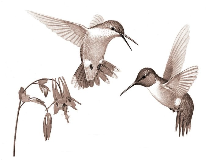 Identificar huevos de aves por color y tamaño