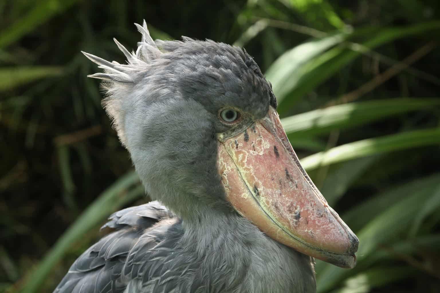 La cigüeña picozapato: un pájaro peculiarmente amenazante