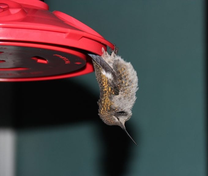 La frecuencia cardíaca del colibrí es increíblemente rápida