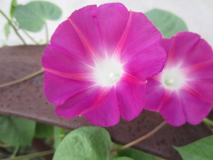 Las 10 mejores flores anuales de rápido crecimiento