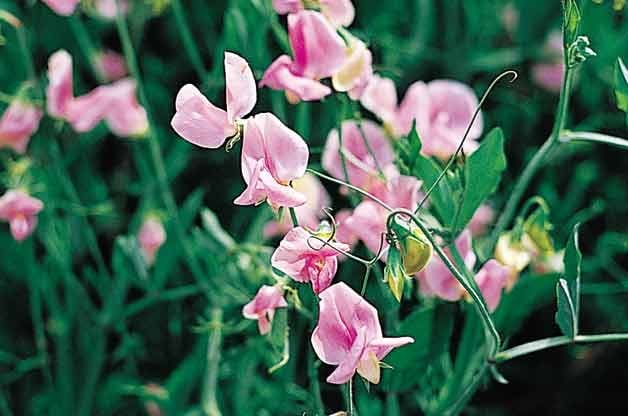 Las 10 mejores flores anuales de rápido crecimiento