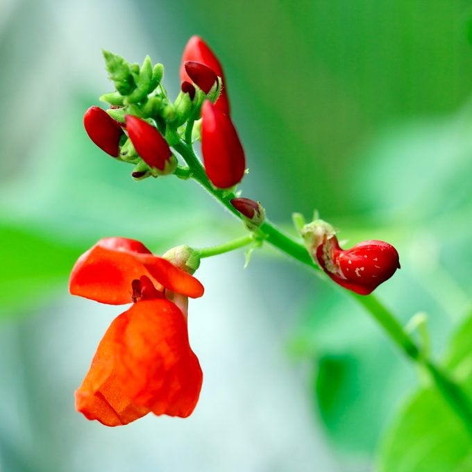 Las 10 mejores plantas para cultivar en suelo arcilloso