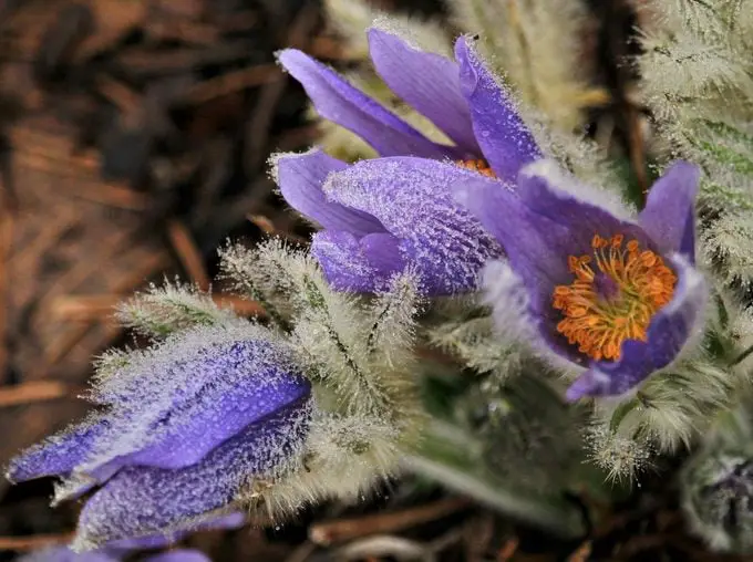 10 flores moradas para cultivar en tu jardín