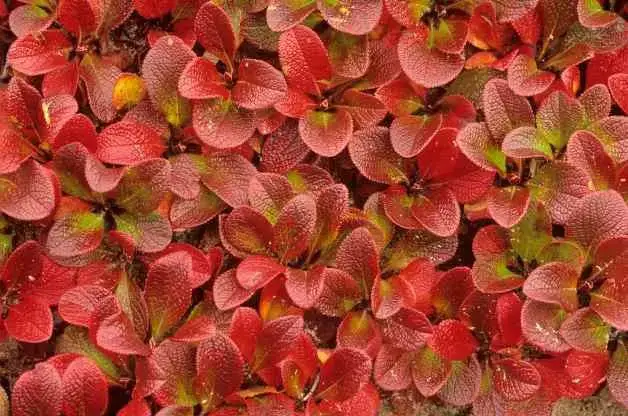 Las 10 mejores plantas para cultivar en suelo rocoso