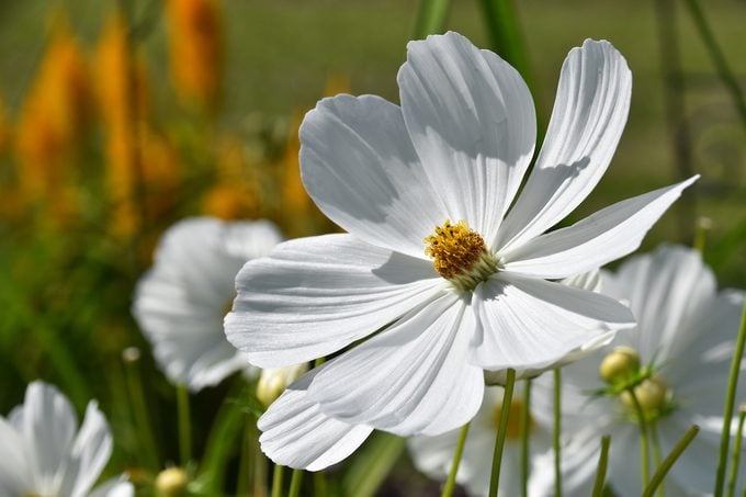 Las 10 mejores plantas para cultivar en suelos arenosos