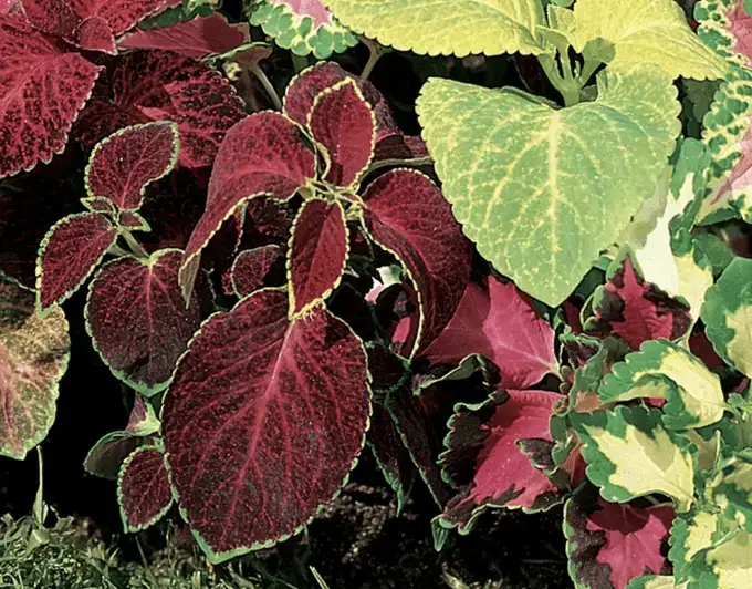 Las 15 mejores variedades coloridas de coleo para cultivar