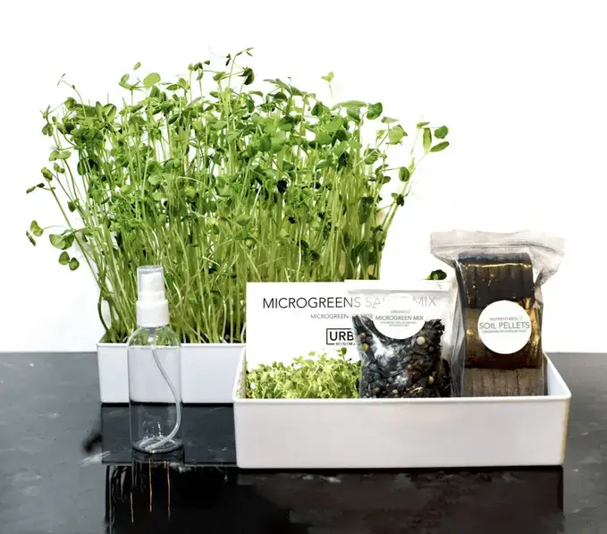 Las mejores opciones del kit Microgreens para cultivar en interiores