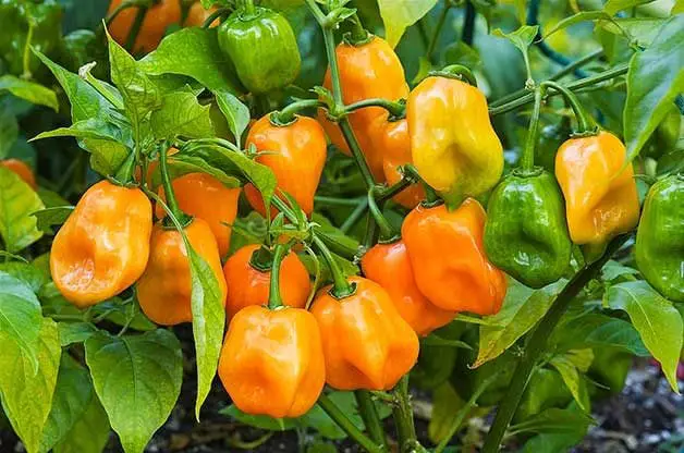 Los 10 mejores pimientos para cultivar en tu huerto