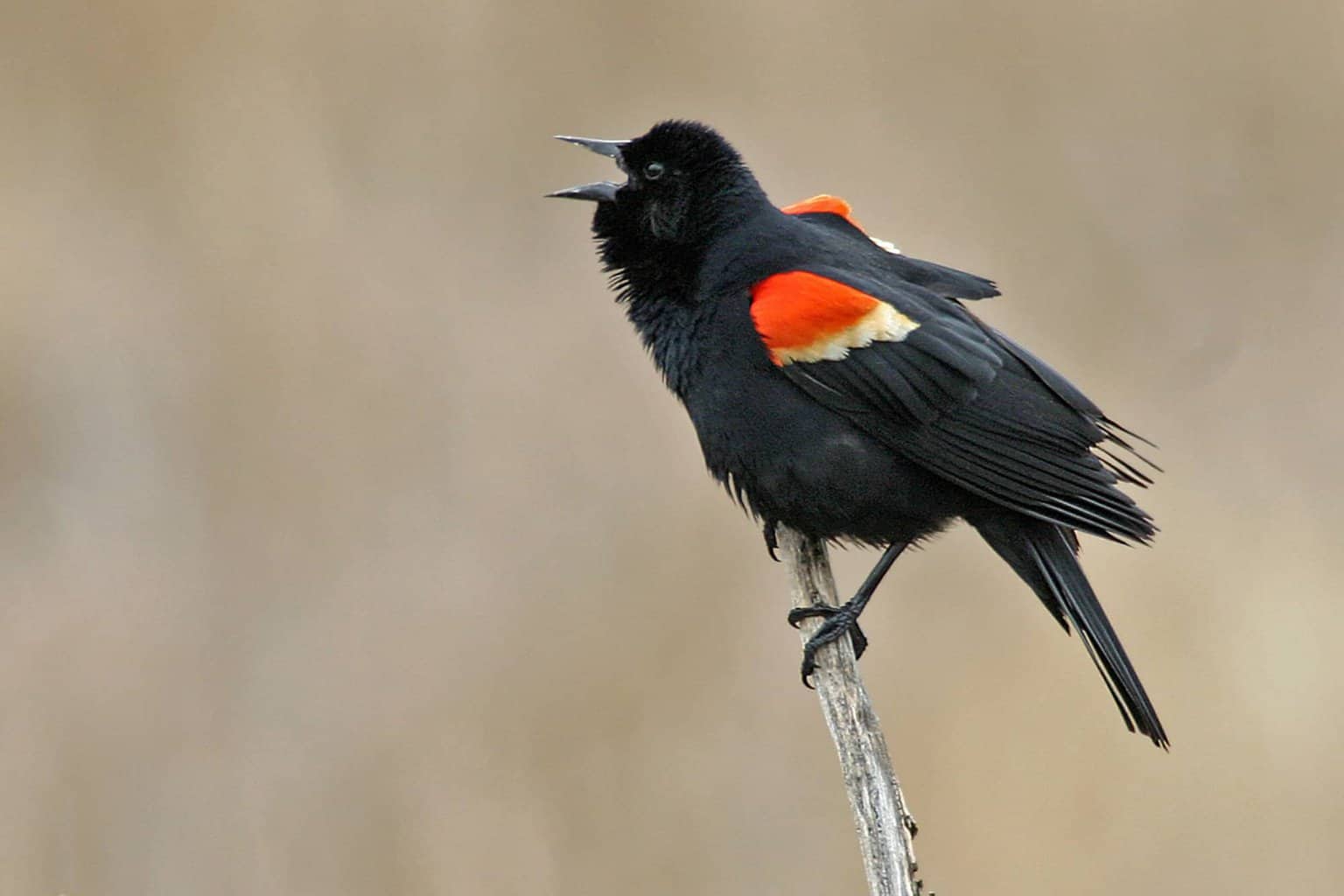 Los 10 tipos de mirlos en Maryland que un observador de aves puede encontrar