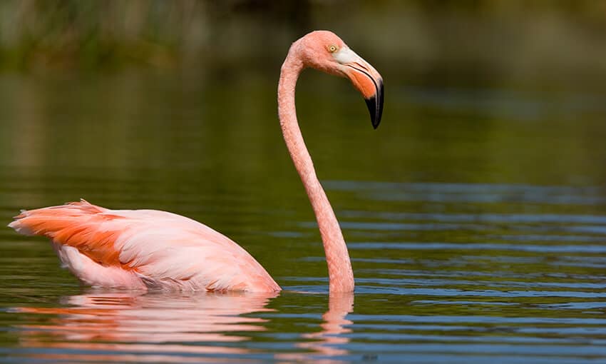 Los 3 pájaros rosas en Florida
