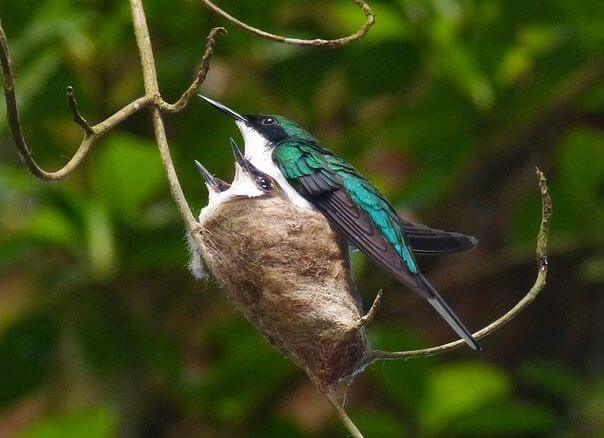Los nidos de colibrí son los nidos más pequeños del mundo